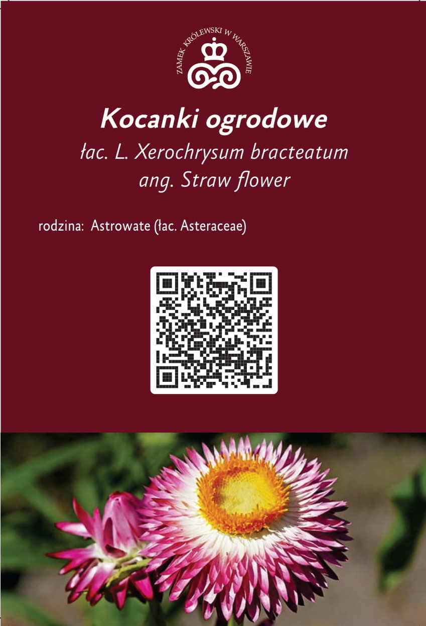 -kocaki-ogrodowe