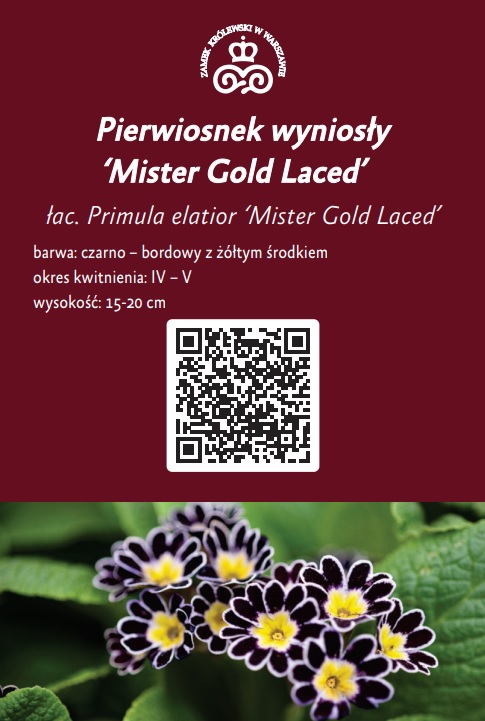 Pierwiosnek-wyniosly.