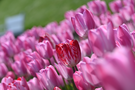 Różowe tulipany w Ogrodzie Górnym